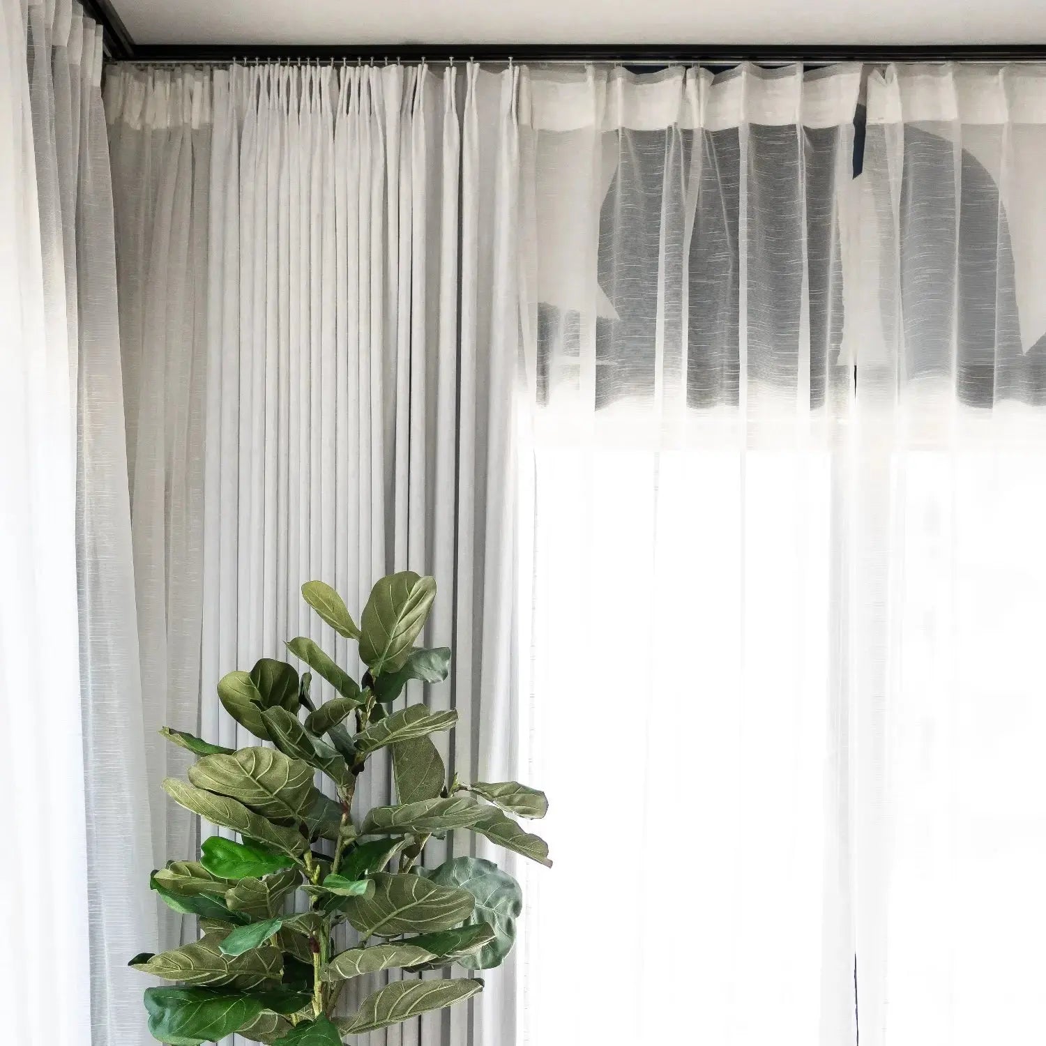 A digital photograph of a vibrant Fiddle-leaf fig plant with large green leaves standing beside sheer white and grey striped curtains on a dark rod in an interior room, revealing a subtle elephant silhouette through the translucent fabric
